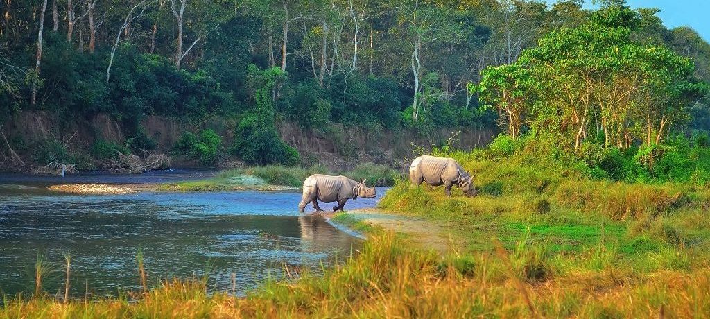 Chitwan, Neushoorn. Luxe rondreis Nepal hoogtepunten