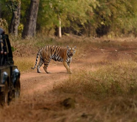 Tadoba tijger week