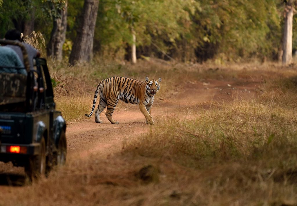 Tadoba tijger week