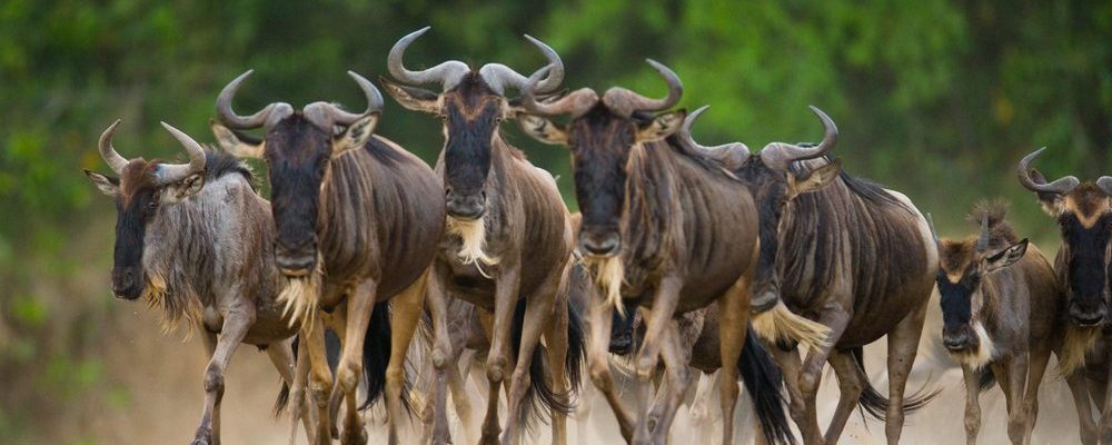 Serengeti National Park