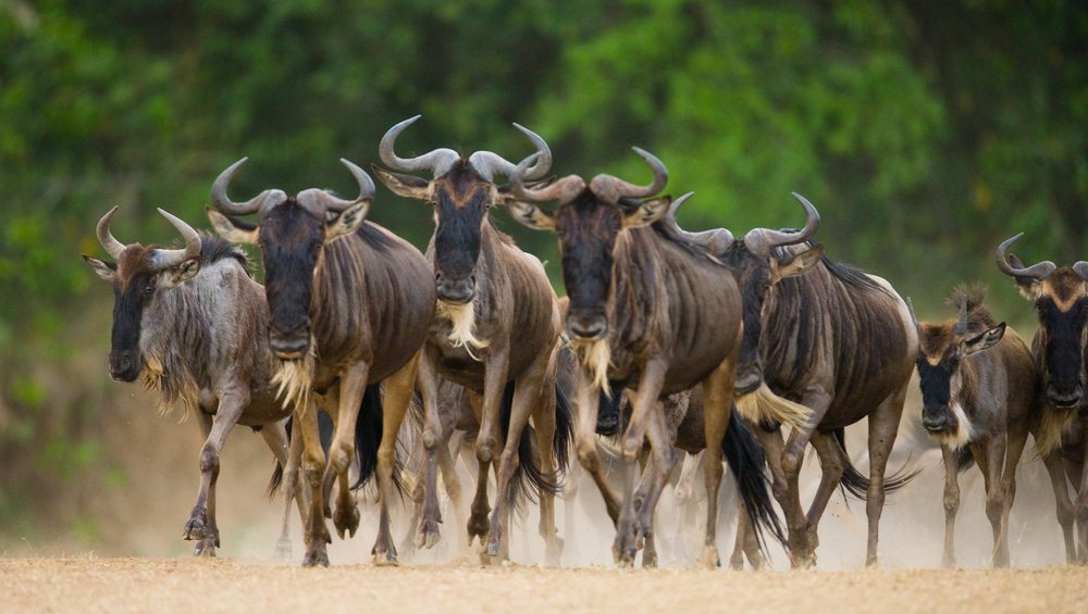 Serengeti National Park