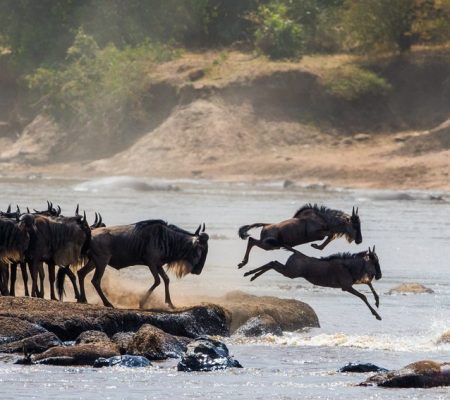 Grote trek Noordelijke Serengeti