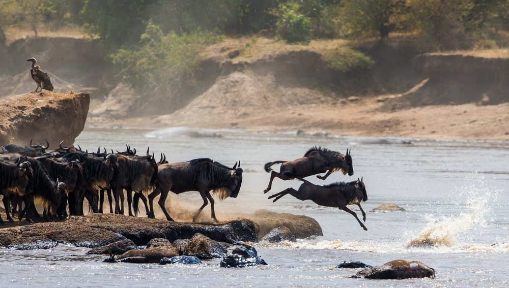 Grote trek Noordelijke Serengeti