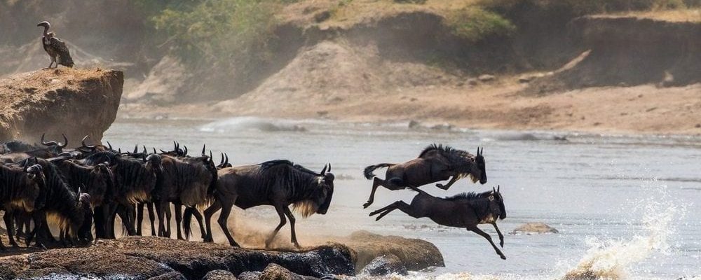 wildebeest migratie tanzania