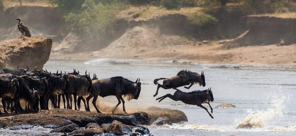 wildebeest migratie tanzania