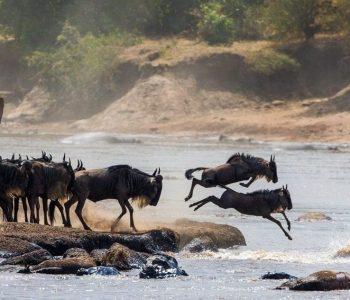wildebeest migratie tanzania