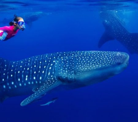 Snorkelen, walvishaai, Tanzania, Malediven - Shutterstock