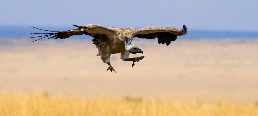 Serengeti National Park