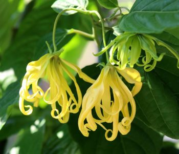 Ylang Ylang bloem