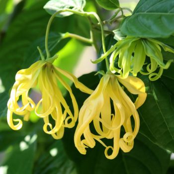 Ylang Ylang bloem