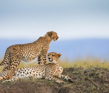 Serengeti