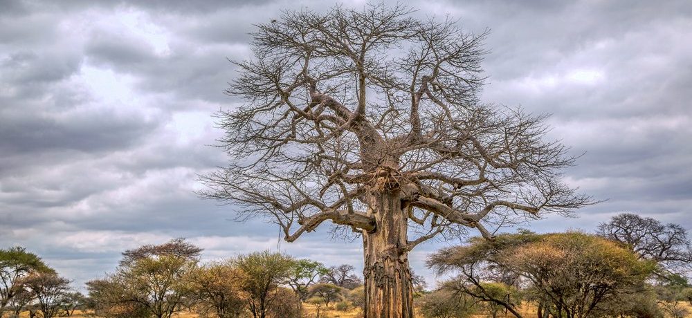 Wilde dieren spotten, Baobab Tarangire, Tarangire National Park