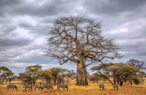Wilde dieren spotten, Baobab Tarangire, Tarangire National Park