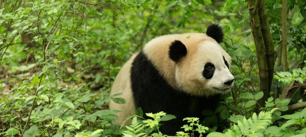 Panda, Sichuan, China - Shutterstock