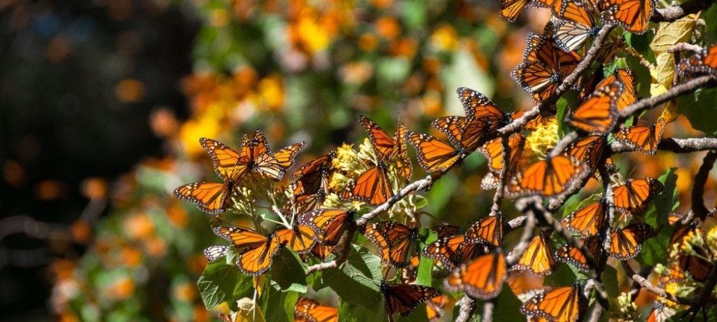 Monarchvlinderreis, Mexico - Shutterstock Monarchvlinderreis, Mexico