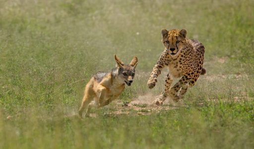 Tarangire National Park, rondreis