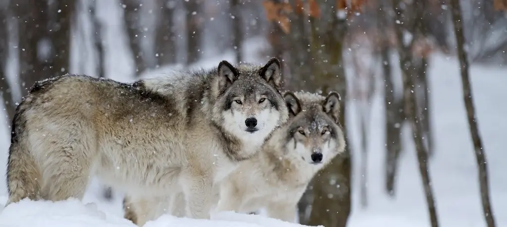 Inspiratie wolven, Rusland
