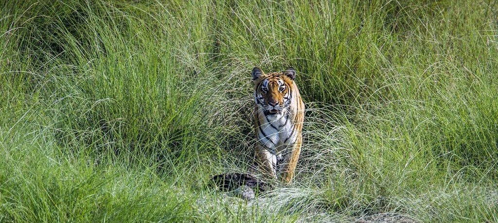 Tijger, Bardia National Park, Nepal - Shutterstock Tijger Nepal, Klassieke natuurreis Nepal, Rondreis Natuur