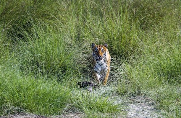 Tijger, Bardia National Park, Nepal - Shutterstock Tijger Nepal, Klassieke natuurreis Nepal, Rondreis Natuur