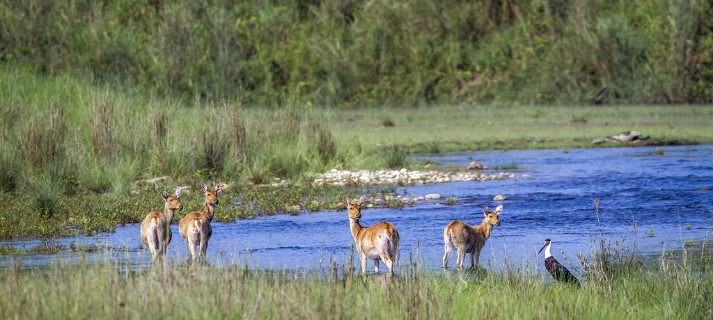 Sukla Phanta National Park