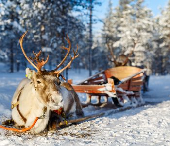 Rendiersafari Lapland - Shutterstock Rendiersafari Lapland - Shutterstock