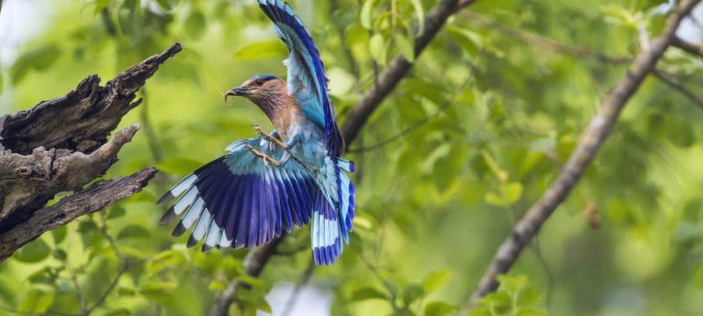 Indische scharrelaar, Nepal - Shutterstock