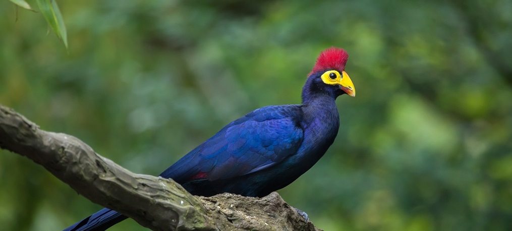 Lope National Park, Veel gestelde vragen over Gabon