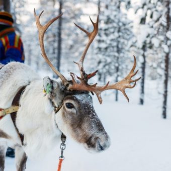 Rendiersafari, Finland, Lapland - Shutterstock