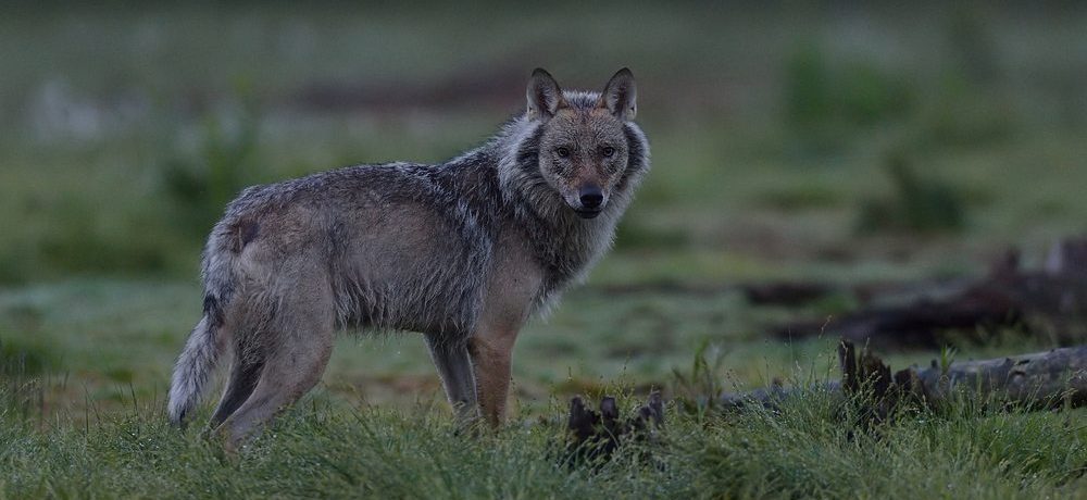 Wolf, Taiga woud, Finland - Shutterstock