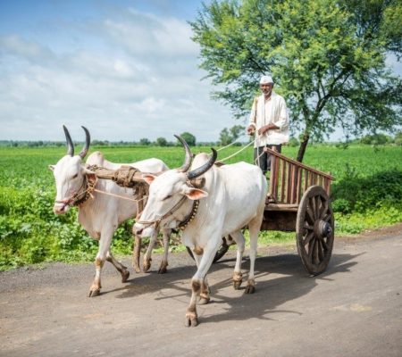 Boer, Barli, Padlia, India - Shutterstock Ranthambore treinreis