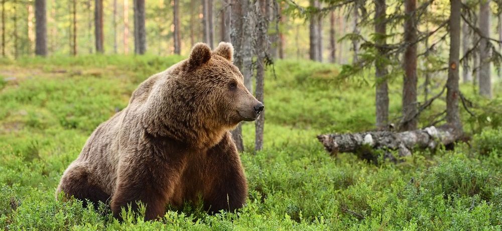 Finland beren spotten, reizen in europa, bruine beer reizen