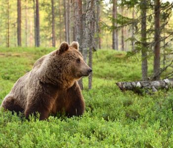 Bruine beer, Taiga, Finland - Shutterstock Finland beren spotten, reizen in europa, bruine beer reizen