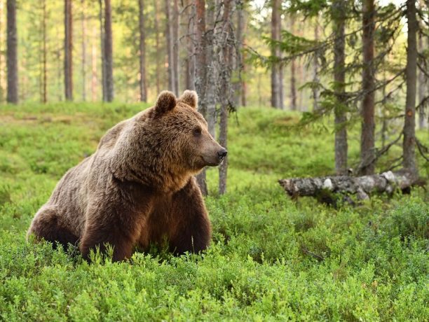 Finland beren spotten, reizen in europa, bruine beer reizen