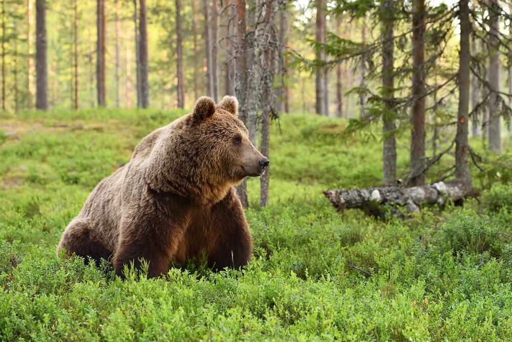 Finland beren spotten, reizen in europa, bruine beer reizen
