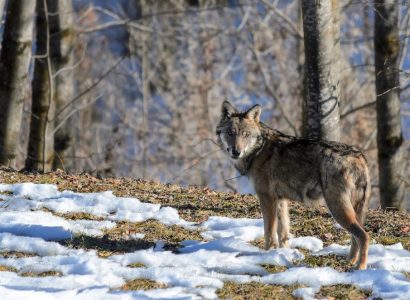 Wolf reizen, Wildlife spotten in Europa