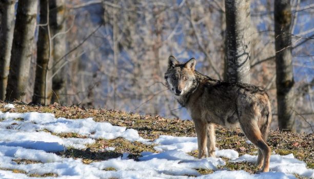 Wolf reizen, Wildlife spotten in Europa