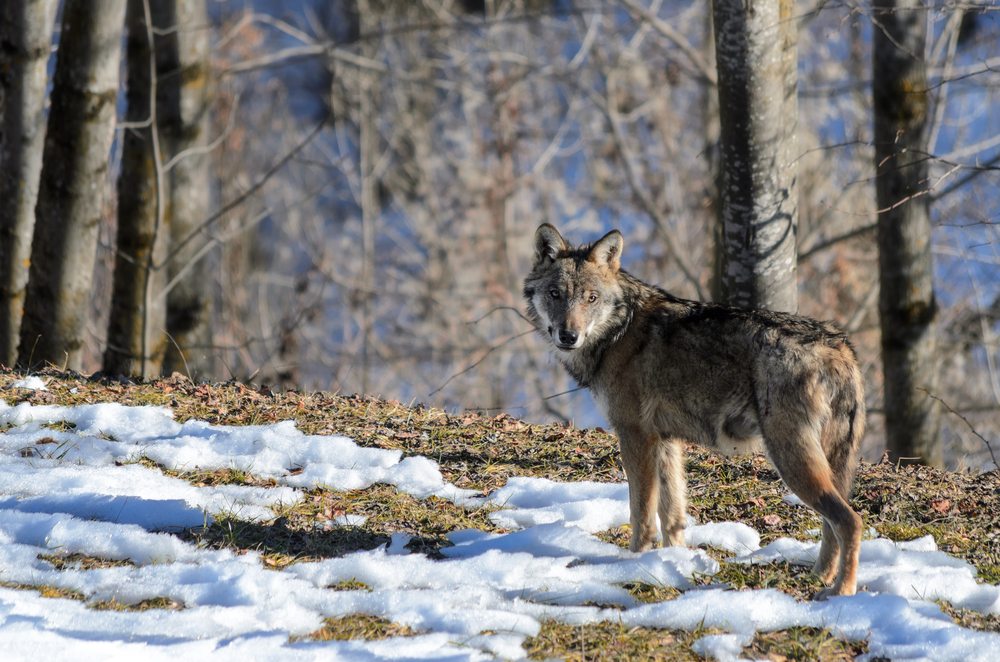 Wolf reizen, Wildlife spotten in Europa