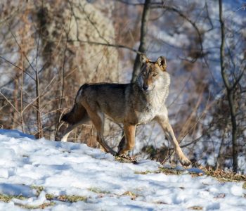 Wolf, Abruzzen, Italië - Shutterstock Wolven in Italie, Wildlife reizen in Europa