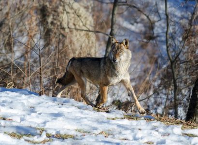 Wolven in Italie, Wildlife reizen in Europa