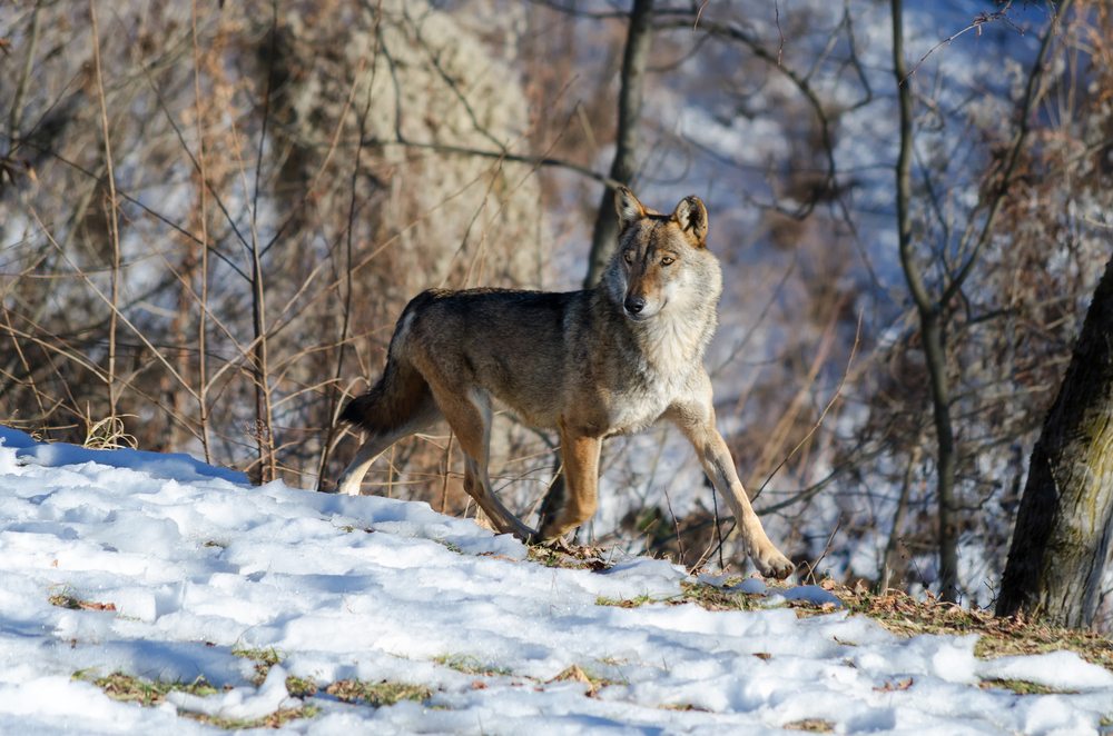 Wolven in Italie, Wildlife reizen in Europa