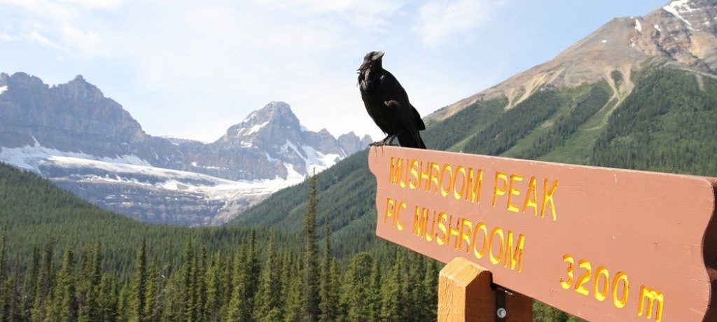 Mushroom Peak