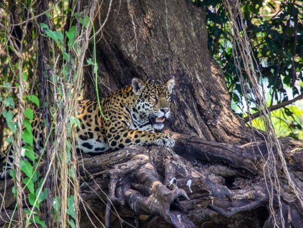 Jaguar, Pantanal, Brazilië - Shutterstock Pantanal