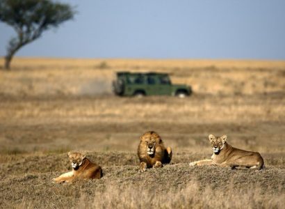 Serengeti, Individuele rondreis
