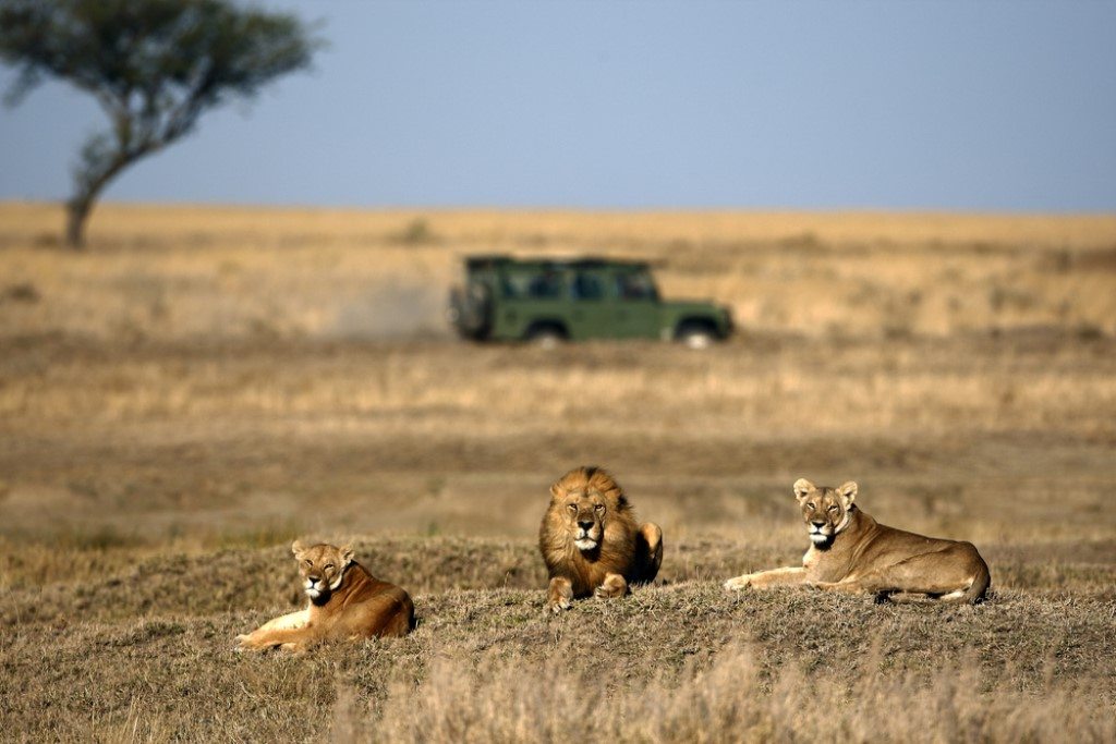 Serengeti