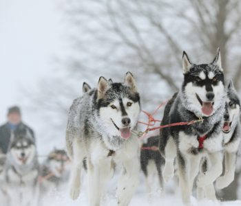 Huskysafari Lapland - Shutterstock Huskysafari Lapland - Shutterstock
