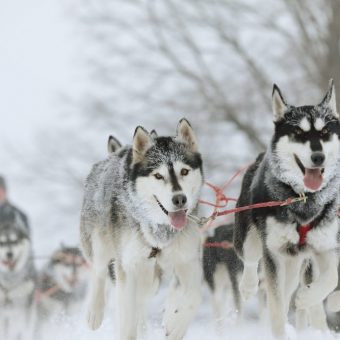 Meerdaagse huskysafari, Lapland - Shutterstock
