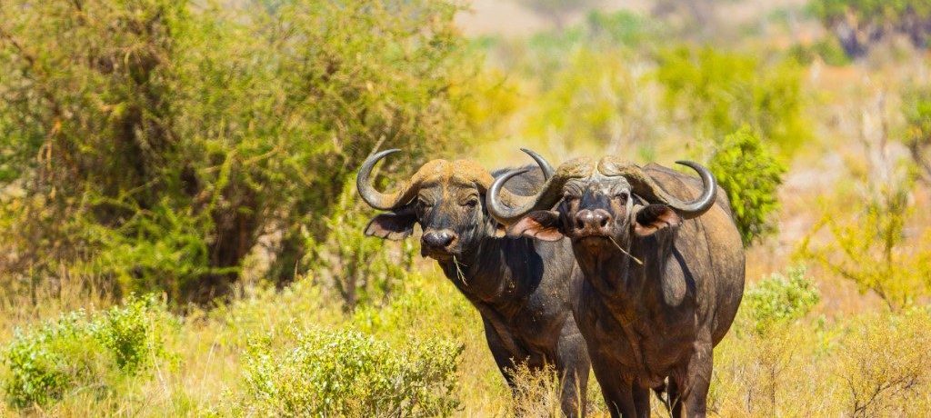 Buffel, Tsavo Oost, Kenia - Shutterstock Buffels in Tsavo