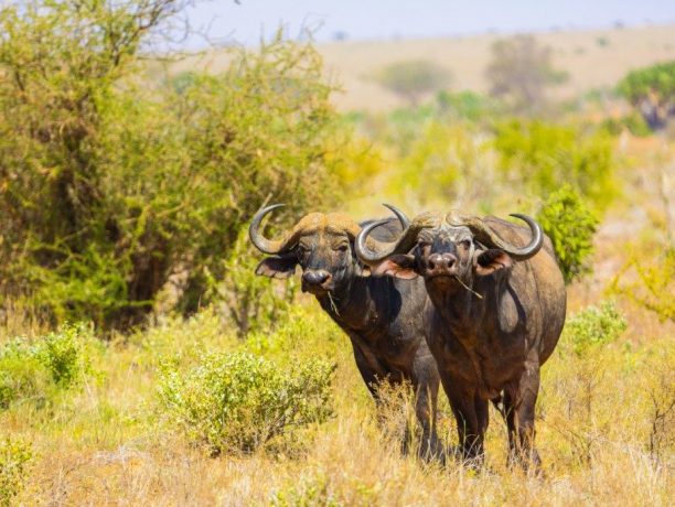 Buffel, Tsavo Oost, Kenia - Shutterstock Buffels in Tsavo