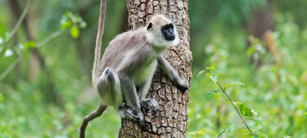 Langur, Bandipur National Park, India - Shutterstock Langur, Bandipur National Park, India - Shutterstock