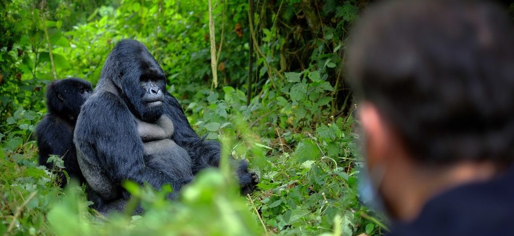 Gorilla trekking reizen